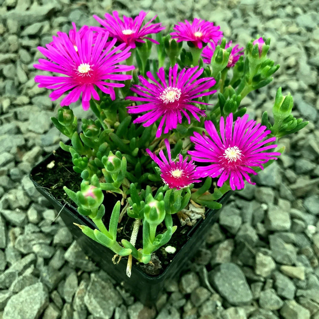 ice plant flower seeds