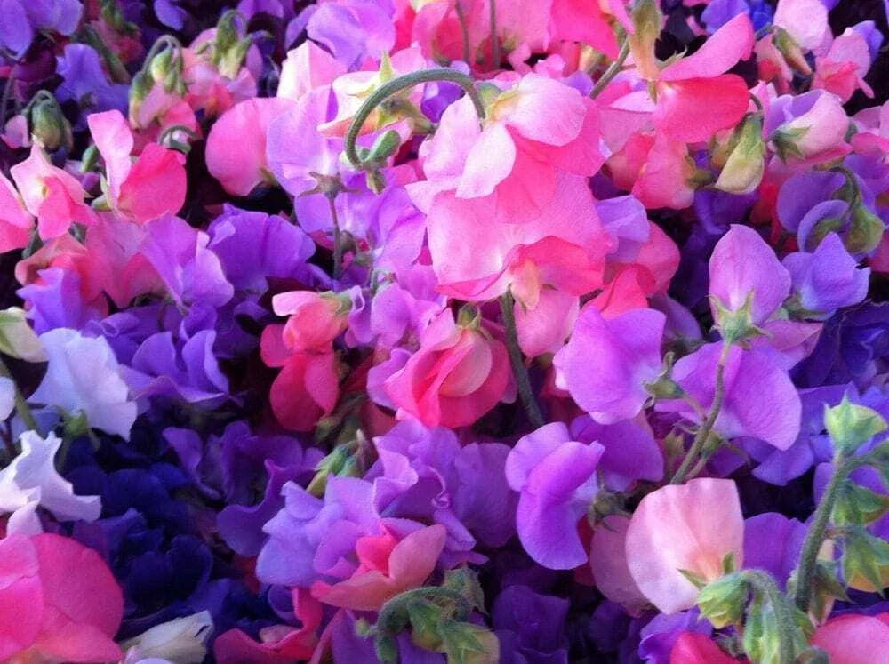 sweet pea flower seeds