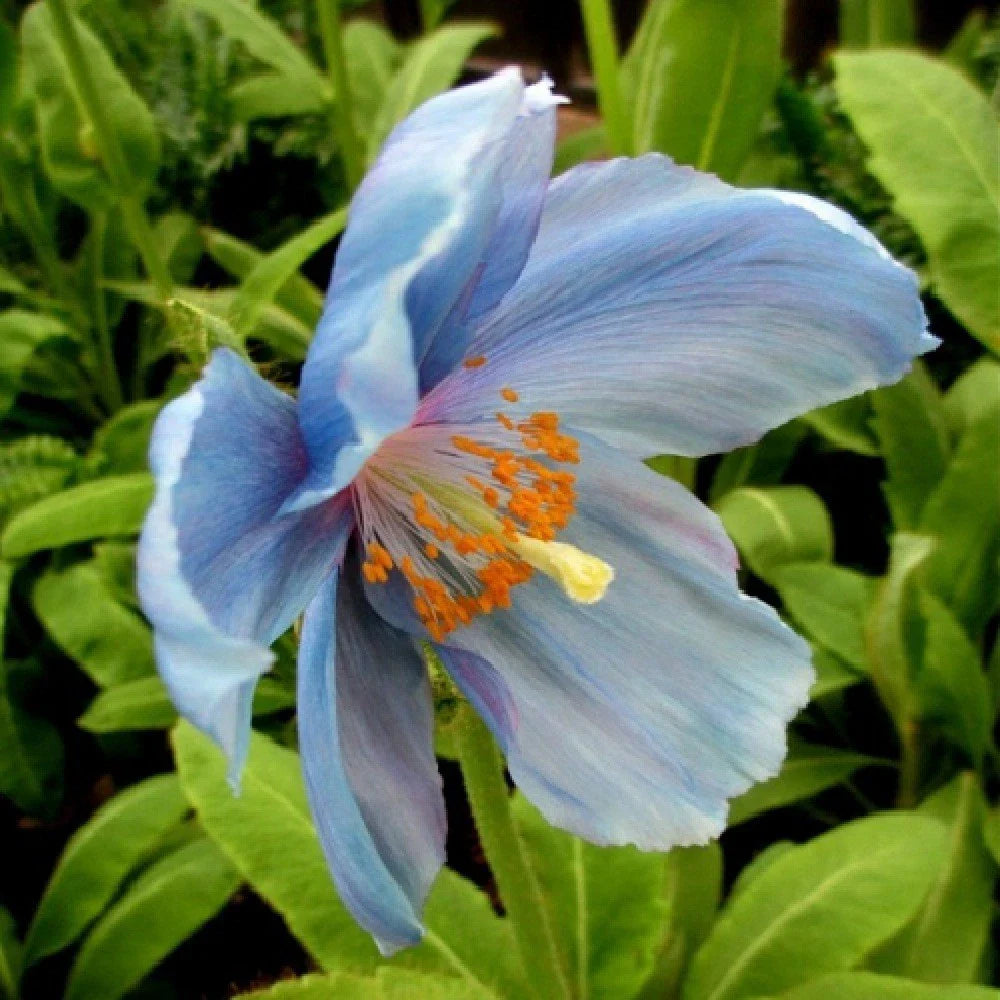 blue blue flower seeds