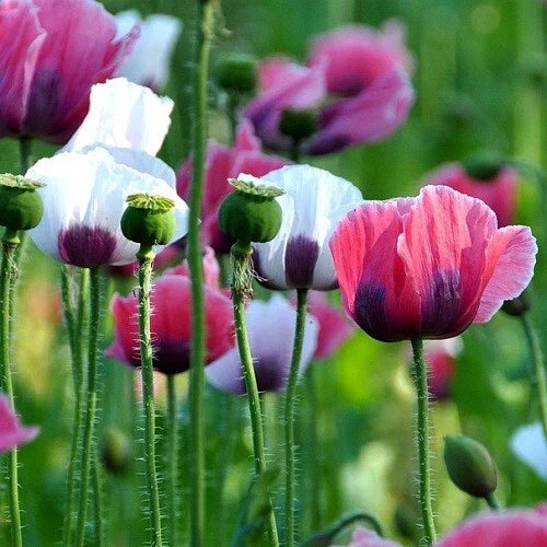 mixed solid flower seeds
