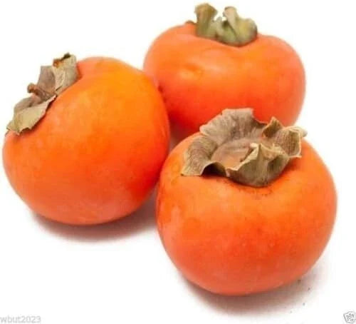 japanese persimmon flower seeds