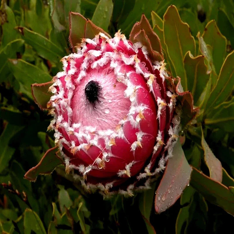 queen protea flower seeds