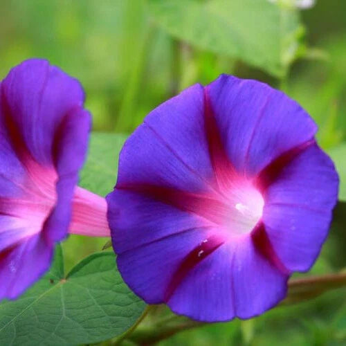 purple grandpa flower seeds