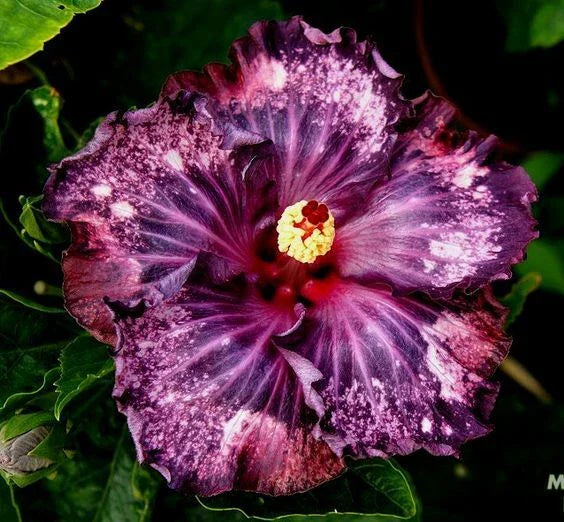 purple pink flower seeds