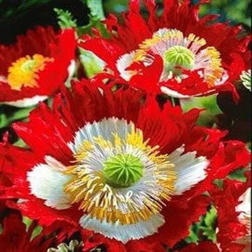 red white flower seeds