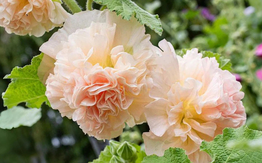 hollyhock peaches flower seeds