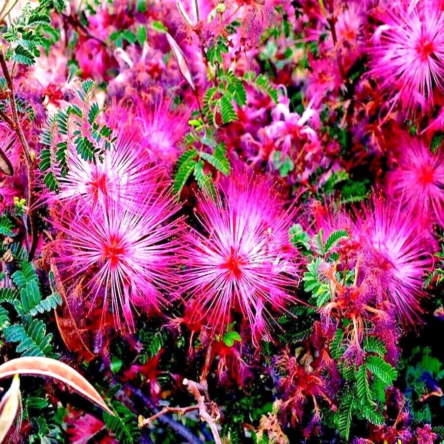 pink fairy flower seeds