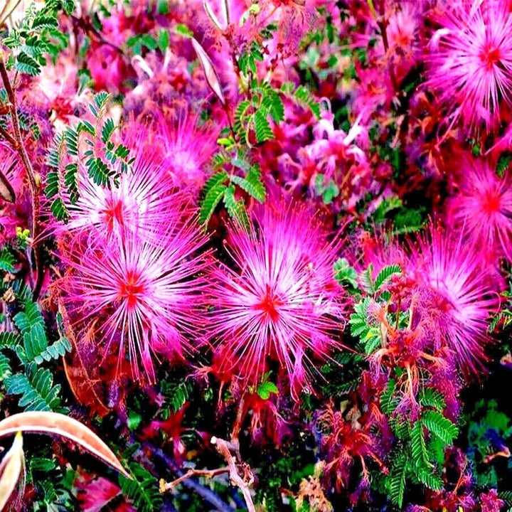 pink fairy flower seeds