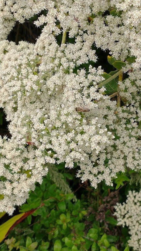 california buckwheat flower seeds
