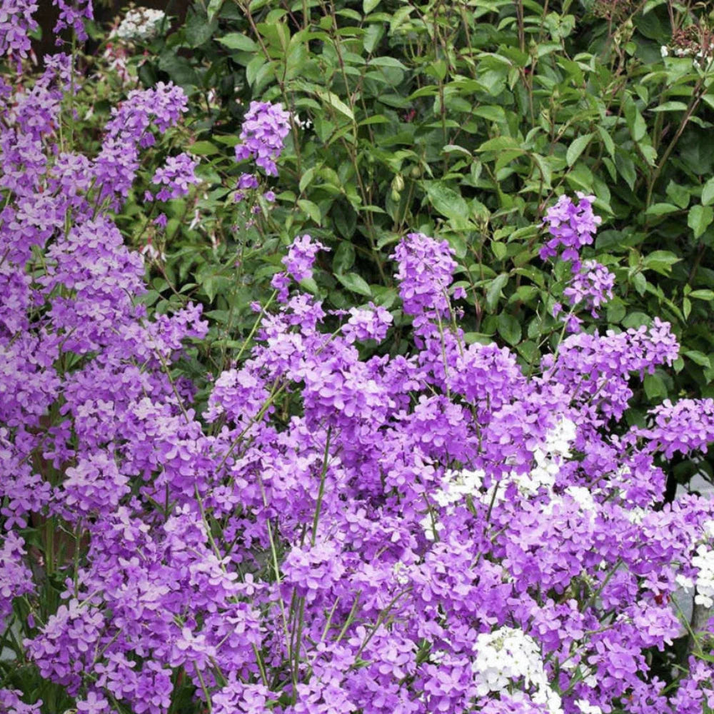 dames rocket flower seeds