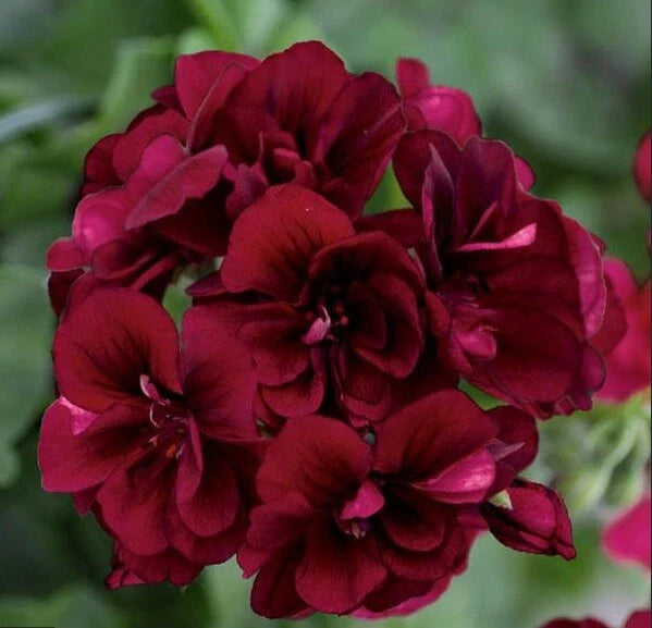 dark burgundy flower seeds