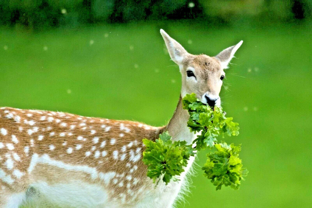 deer proof flower seeds