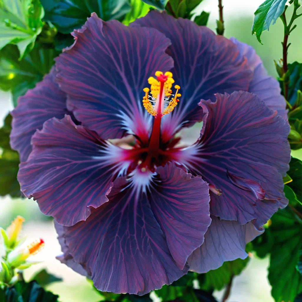 purple silver flower seeds