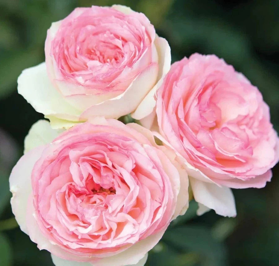 white pink flower seeds