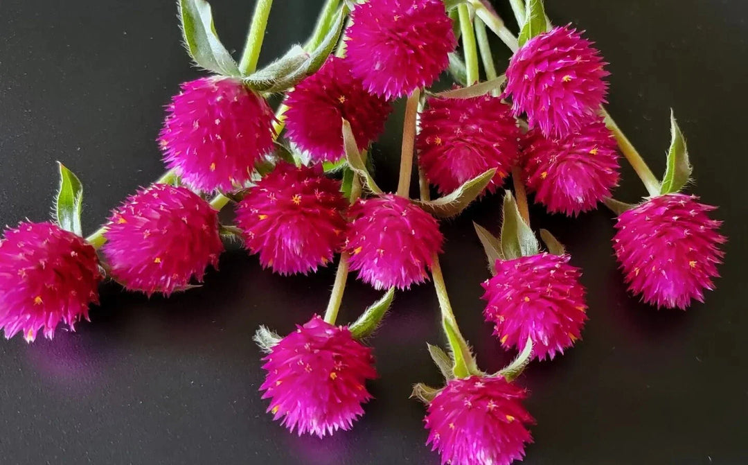 gomphrena carmine flower seeds