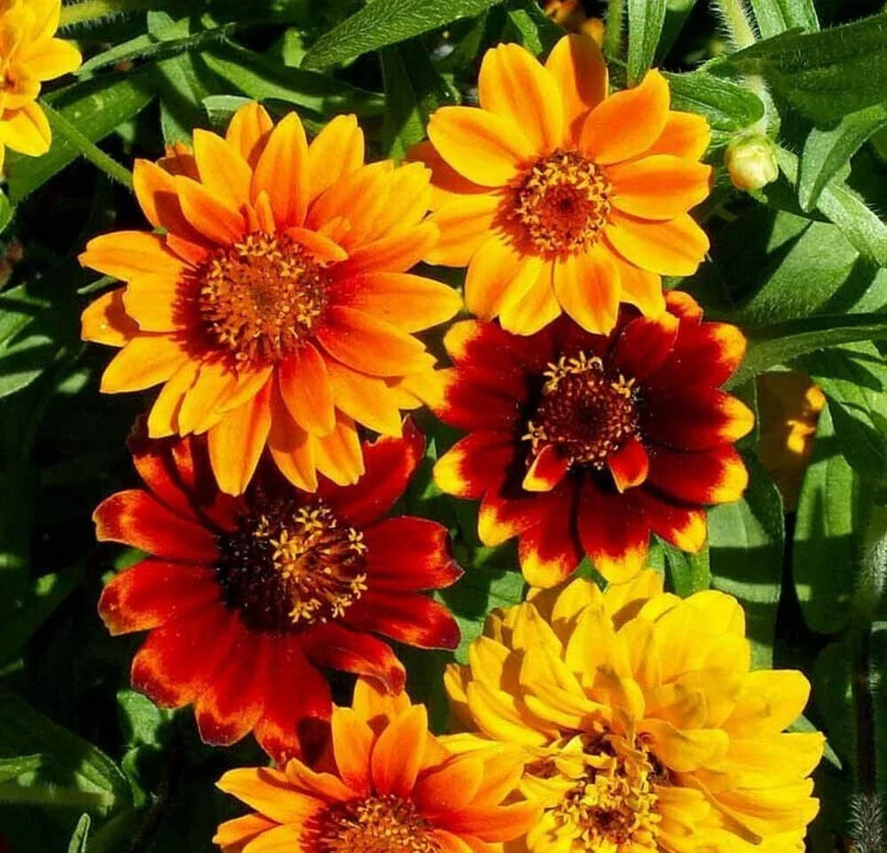 zinnia flower flower seeds
