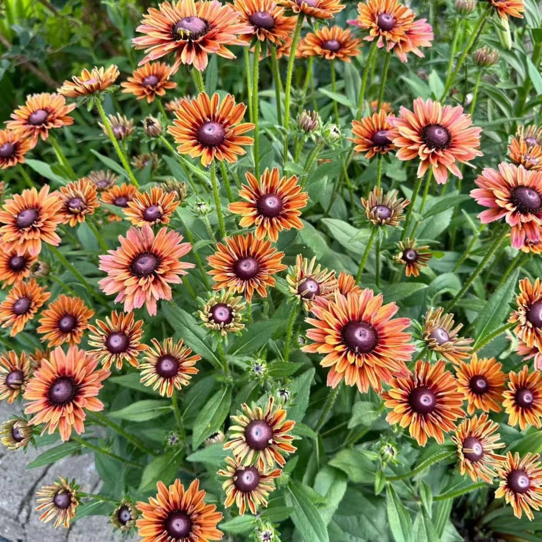 orange black flower seeds
