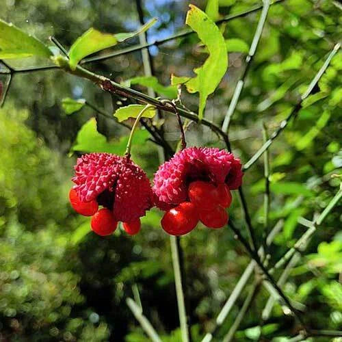 euonymus americanus flower seeds