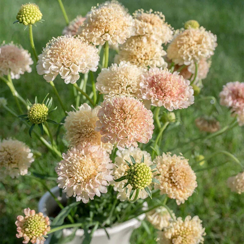 yellow scabiosa flower seeds