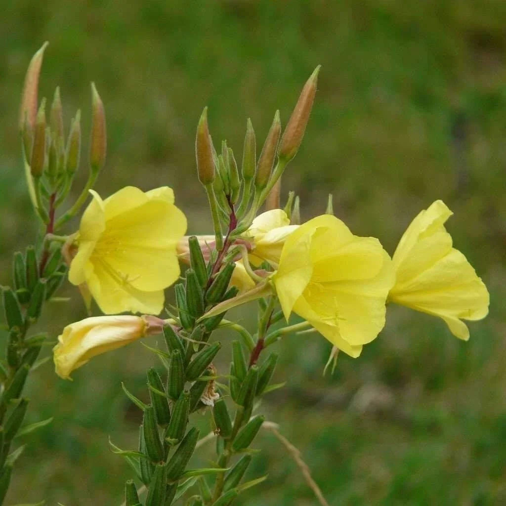 evening primrose flower seeds