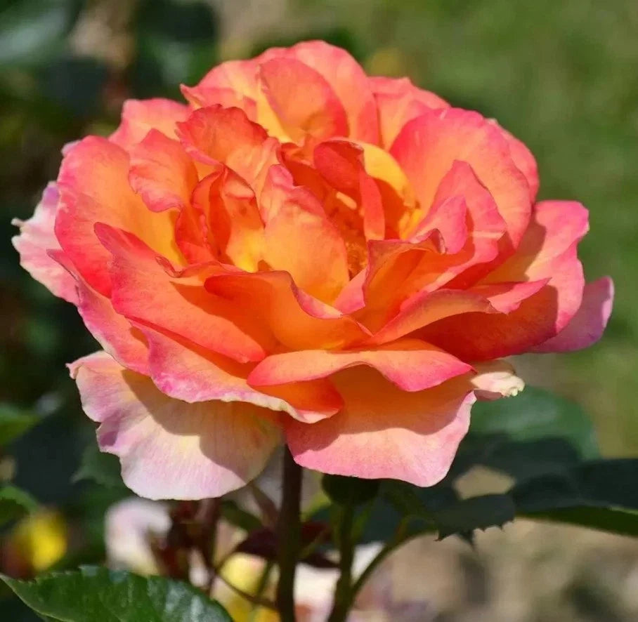 la parisienne flower seeds