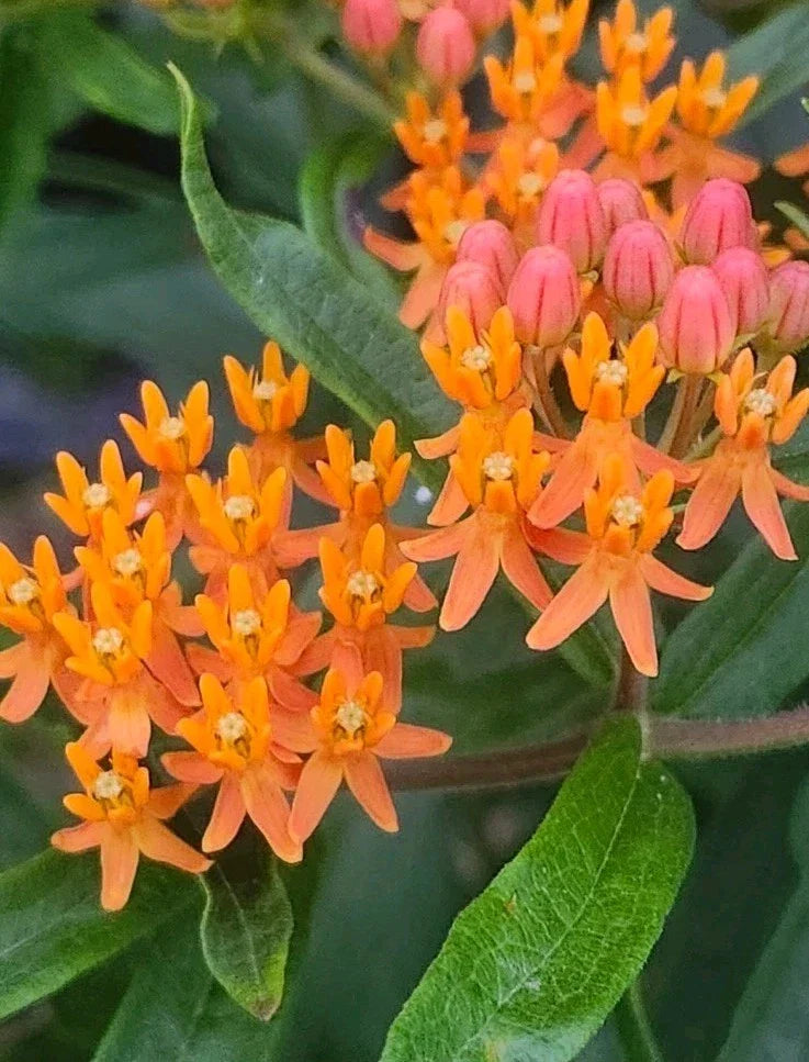 orange butterfly flower seeds