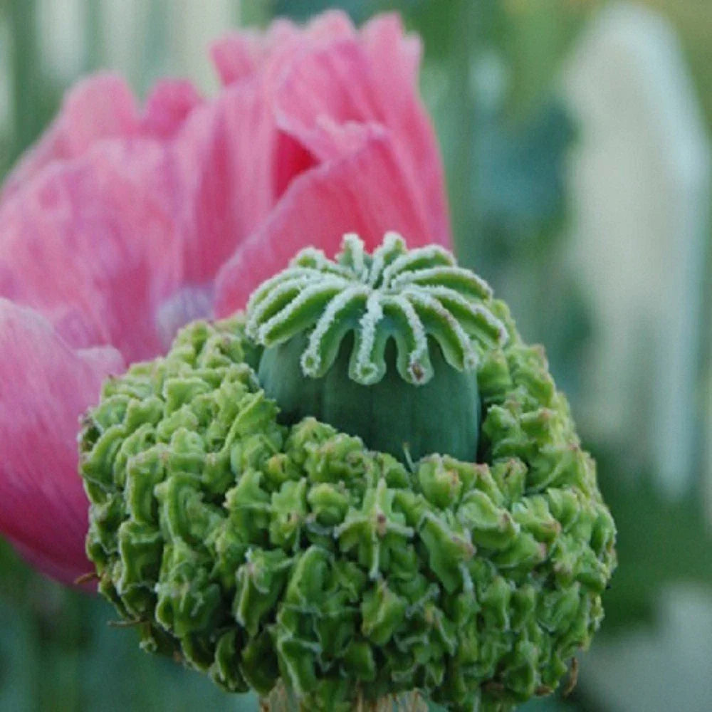 poppy for flower seeds