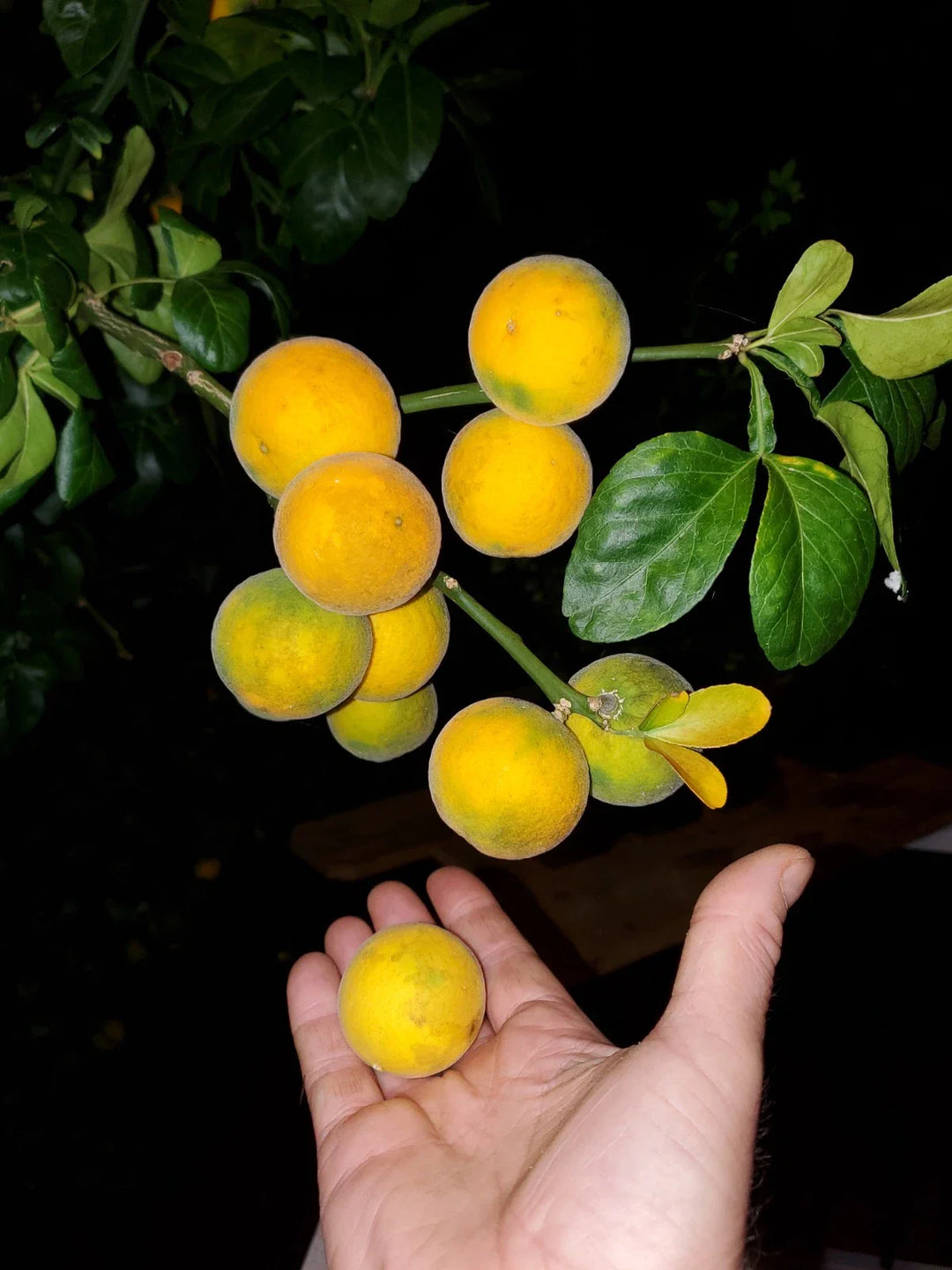 oranges from flower seeds