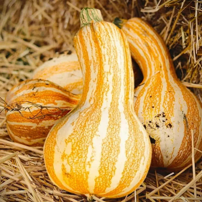 orange striped flower seeds