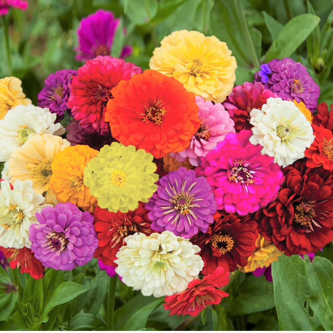 dahlia flowered flower seeds