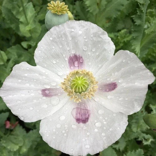 blue imported flower seeds