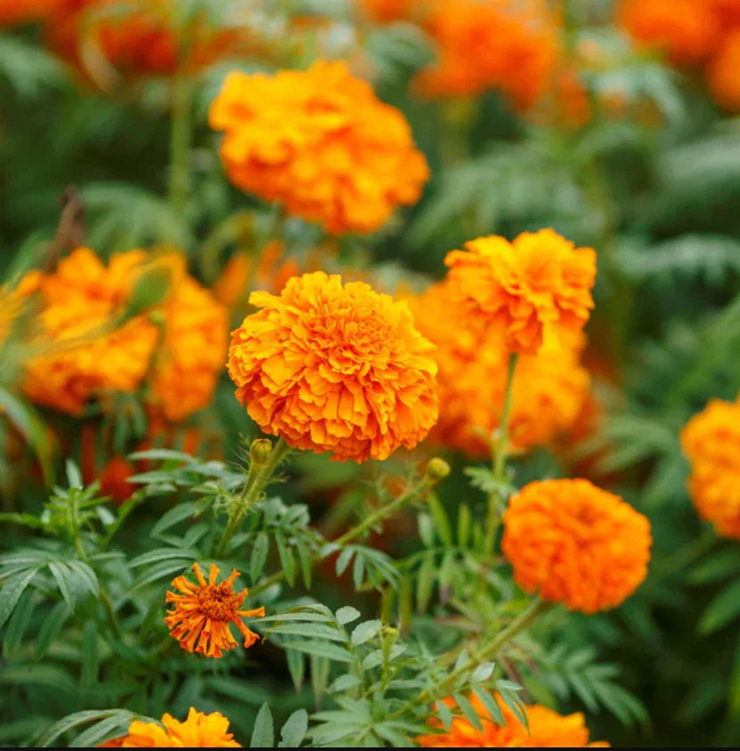 orange marigold flower seeds