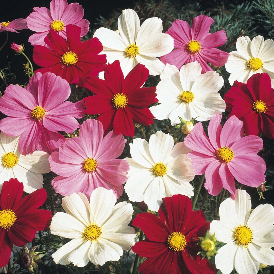 cosmos bipinnatus flower seeds