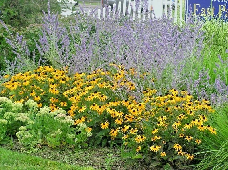 brown eyed flower seeds