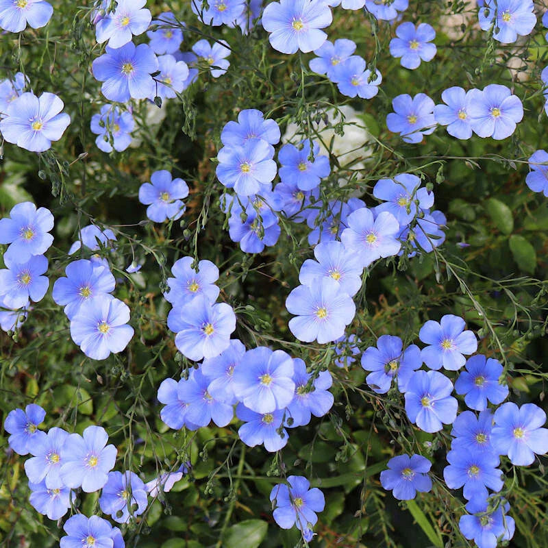 blue flax flower seeds
