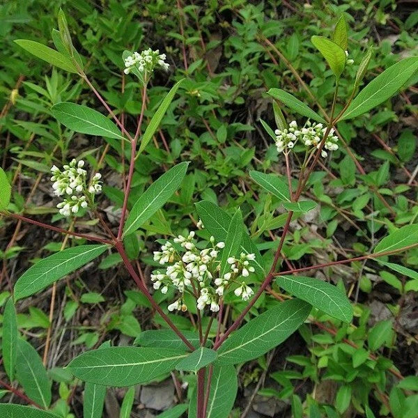 apocynum cannabinum flower seeds