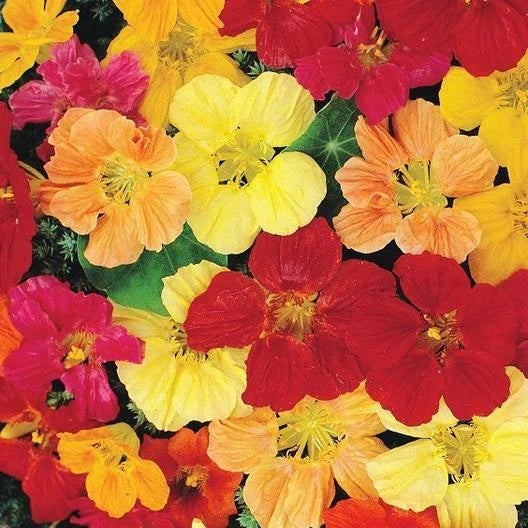 nasturtium double flower seeds