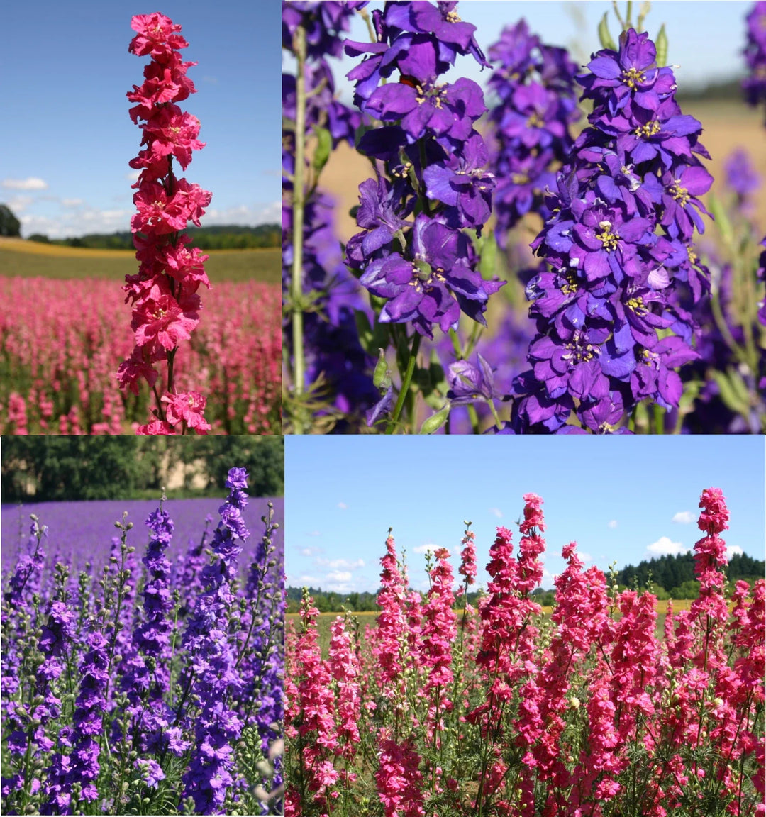pink blue flower seeds