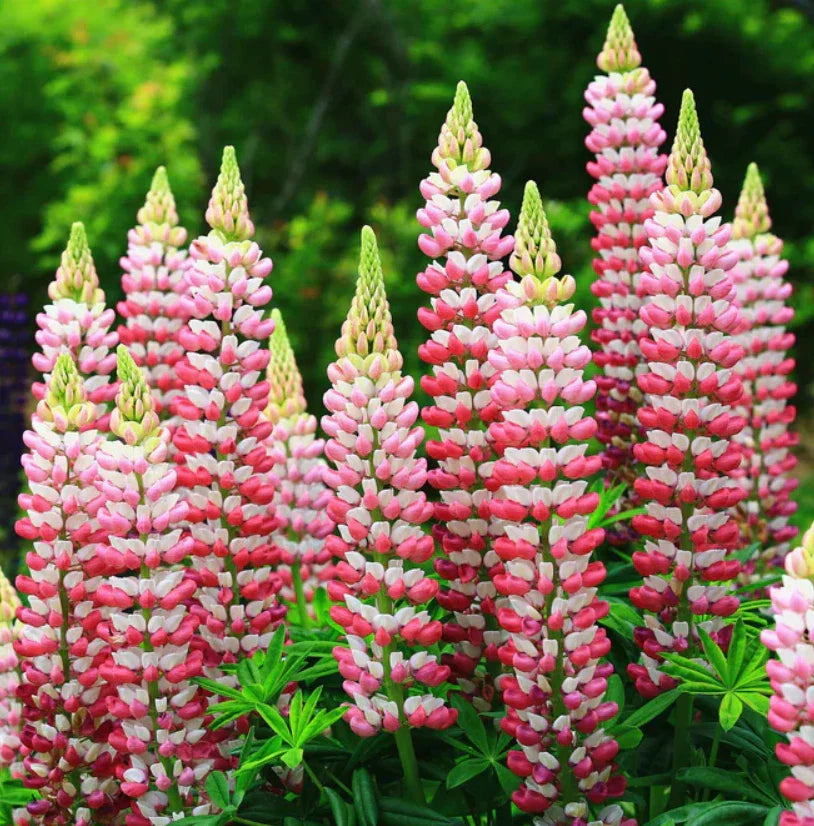 russell lupine flower seeds
