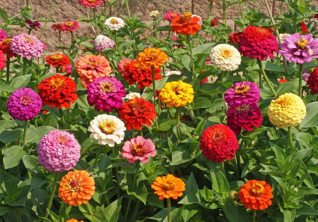 zinnia pumilia flower seeds