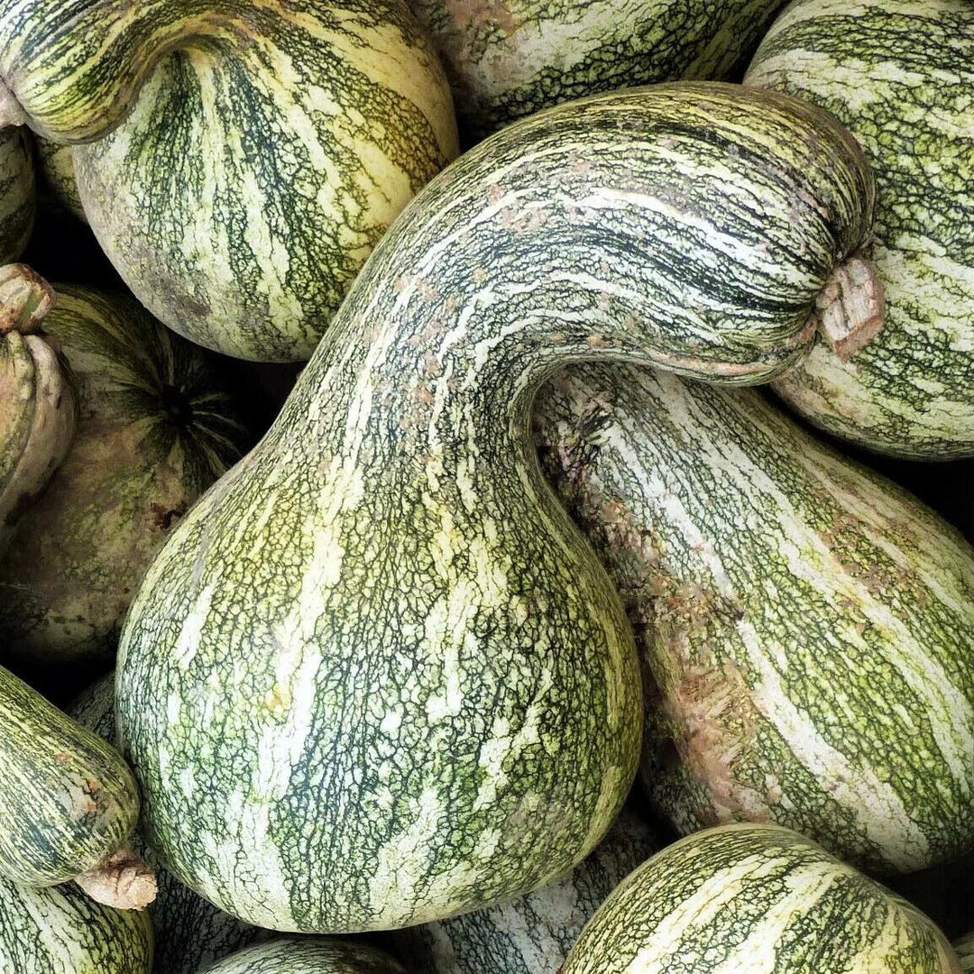 green cushaw flower seeds