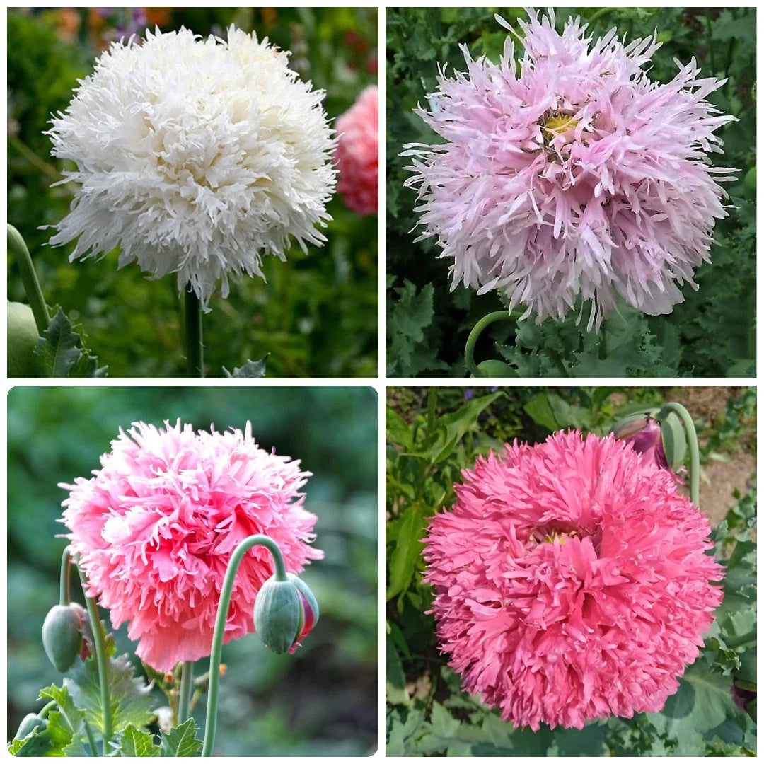 pompom poppy flower seeds