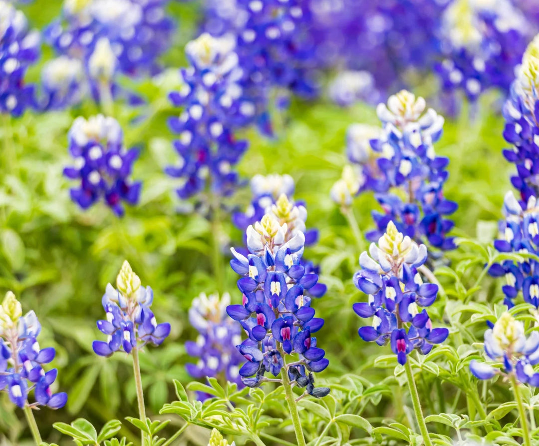 texas bluebonnet flower seeds