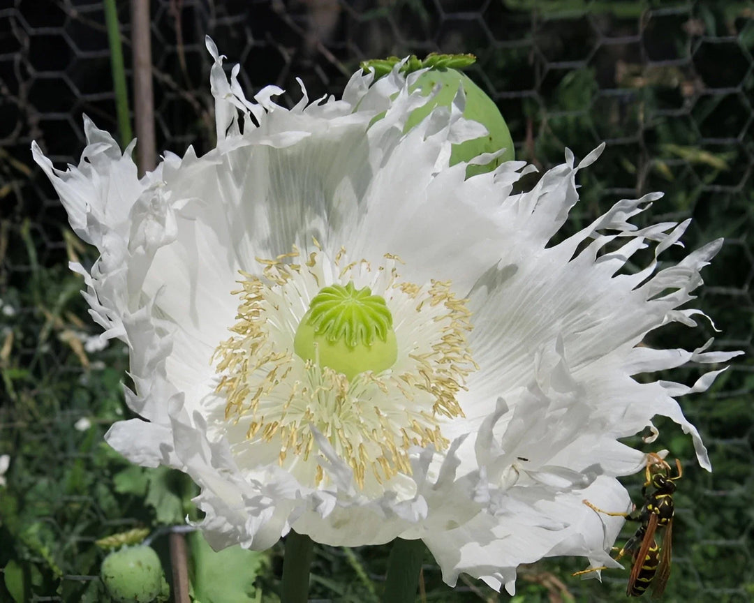 white jimi flower seeds