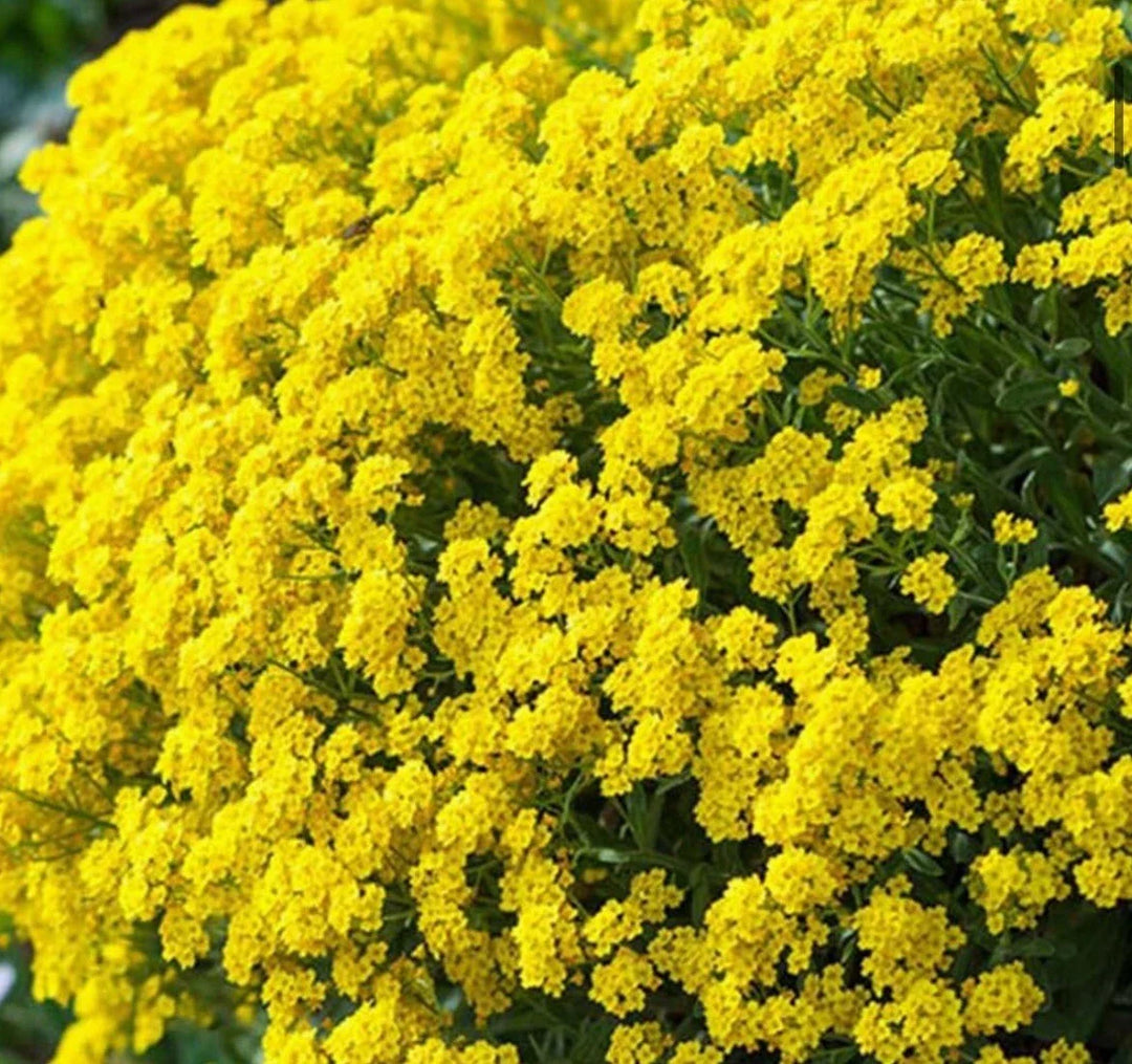 alyssum basket flower seeds