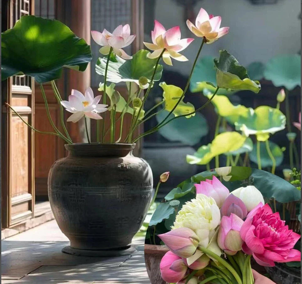 lotus mixed flower seeds
