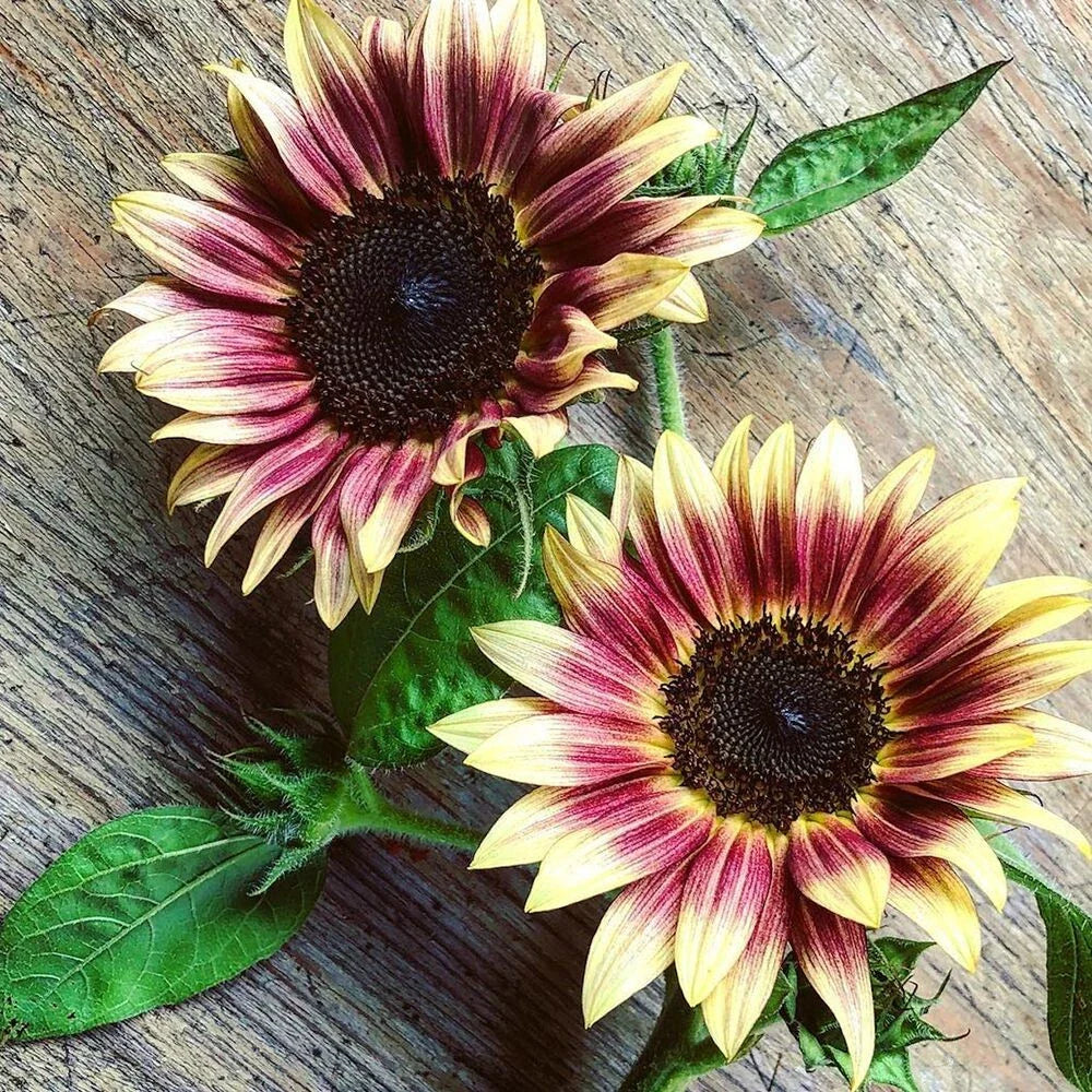 sunflower strawberry flower seeds
