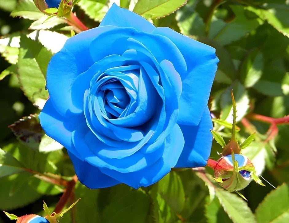 blue climbing flower seeds