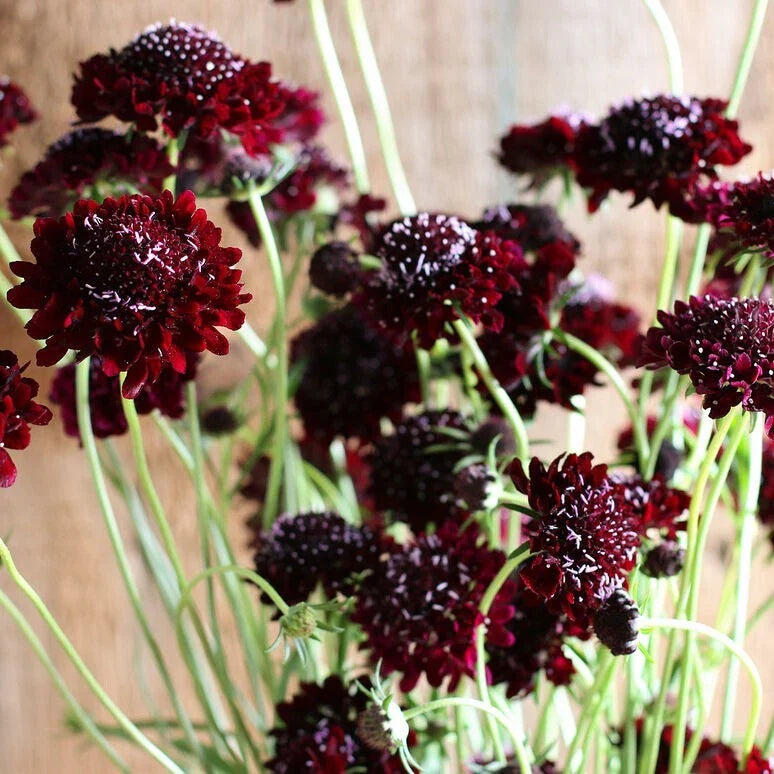black scabiosa flower seeds