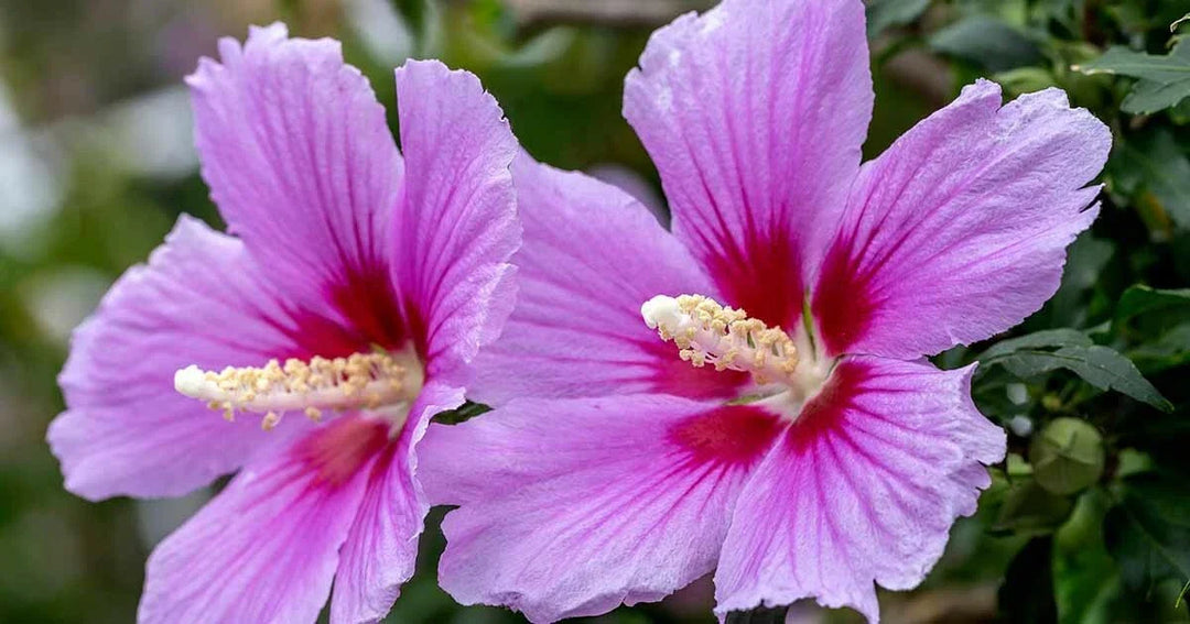 white violet flower seeds